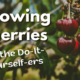 Growing Cherries Growing Cherries