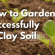 Plants that grow in clay soil