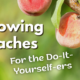 Growing Peaches