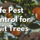 Pest Control for Fruit Trees Pest Control for Fruit Trees