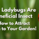 Why Ladybugs are a beneficial Insect