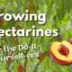 Growing Nectarines