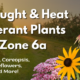 Drought Heat Tolerant Plants Drought Heat Tolerant Plants