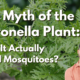 The Myth of the Citronella Plant The Myth of the Citronella Plant