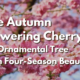 autumn blooming cherry tree autumn blooming cherry tree