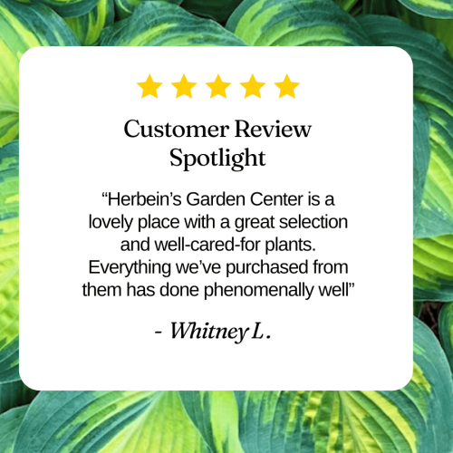 Vibrant garden plants at Herbein's Garden Center.