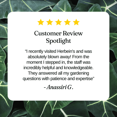 Lush green foliage of tropical plants at Herbein's Garden Center.