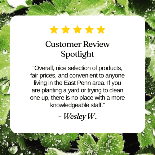 Lush green garden foliage with water droplets, Herbein's Garden Center background.