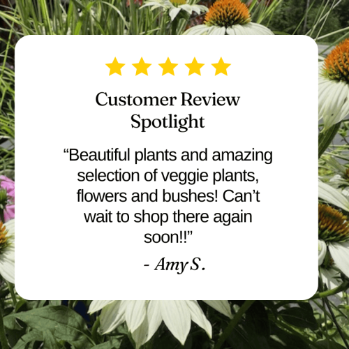 Colorful flower garden at Herbein's Garden Center.